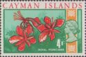Royal Poinciana (Delonix regia)
