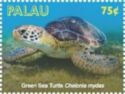 Green Sea Turtle (Chelonia mydas)