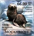 Antarctic fur seal (Arctocephalus gazella)