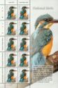 Common Kingfisher (Alcedo atthis)