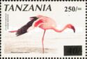 Lesser Flamingo (Phoeniconaias minor)