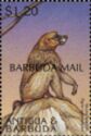 Yellow Baboon (Papio cynocephalus) - Overprinted