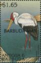 Yellow-billed Stork (Mycteria ibis) - Overprinted