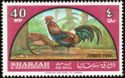 Red Junglefowl (Gallus gallus)