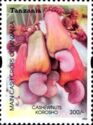 Cashews (Anacardium occidentale)
