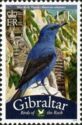 Blue Rock Thrush (Monticola solitarius)