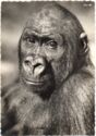 Gorilla from Congo-Brazzaville