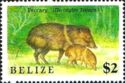 Peccary (Dicotyles tajacu)
