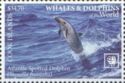 Atlantic Spotted Dolphin (Stenella frontalis)