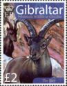 Iberian Ibex (Capra pyrenaica)