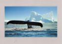 Antarctica. Whale's tail. January 2008. Suloev.