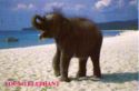 Young Elephant on Beach