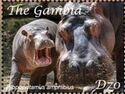 Hippopotamus (Hippopotamus amphibius)
