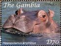 Hippopotamus (Hippopotamus amphibius)