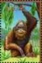 Bornean orangutan (Pongo pygmaeus)