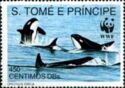 Killer Whale (Orcinus orca)