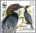 Pygmy Cormorant (Phalacrocorax pygmaeus) 