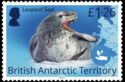 Leopard Seal (Hydrurga leptonyx)