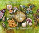 Mushrooms of Gibraltar