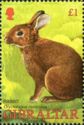 European Rabbit (Oryctolagus cuniculus)