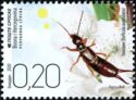 Common Earwig (Forficula auricularia)