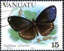 Double-branded Crow (Euploea sylvester)