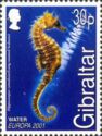 Long-snouted Seahorse (Hippocampus ramulosus)