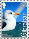 Yellow-legged Gull (Larus cachinnans)