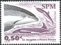 Atlantic White-sided Dolphin (Lagenorhynchus acutus)