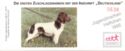 Booklet-Lesser Munsterlander (Canis lupus familiaris)