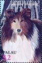 Shetland Sheepdog
