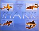 Explore a World of Sharks