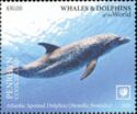Atlantic Spotted Dolphin (Stenella frontalis)