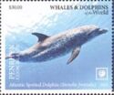 Atlantic Spotted Dolphin (Stenella frontalis)