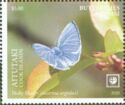 Holly Blue (Celastrina argiolus)