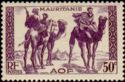 Warriors on Dromedary (Camelus dromedarius)