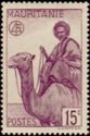 Man on Dromedary (Camelus dromedarius)