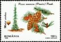 Serbian Spruce (Picea omorika)