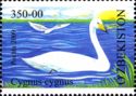 Whooper Swan (Cygnus cygnus)