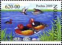Ferruginous Duck (Aythya nyroca)