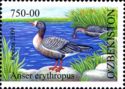 Lesser White-fronted Goose (Anser erythropus)