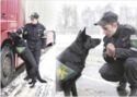 Service dogs. Dogs at the service of Belarus customs