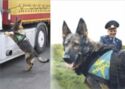 Service dogs. Dogs at the service of Belarus customs