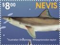 Australian Sharpnose Shark (Rhizoprionodon taylori)