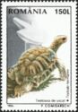 Hermann's Tortoise (Testudo hermanni)