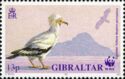 Egyptian Vulture (Neophron percnopterus)