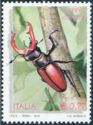 Stag Beetle (Lucanus cervus)