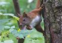 Fauna of the squirrel