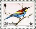 European Bee-eater (Merops apiaster)