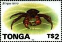Coconut Crab (Birgus latro)